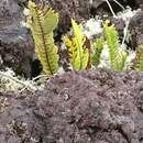 Image of dotted polypody