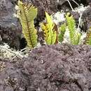 Plancia ëd Polypodium pellucidum var. vulcanicum Skottsberg