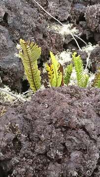 Image de Polypodium pellucidum var. vulcanicum Skottsberg