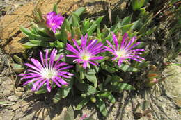 Image of Delosperma carolinense N. E. Br.