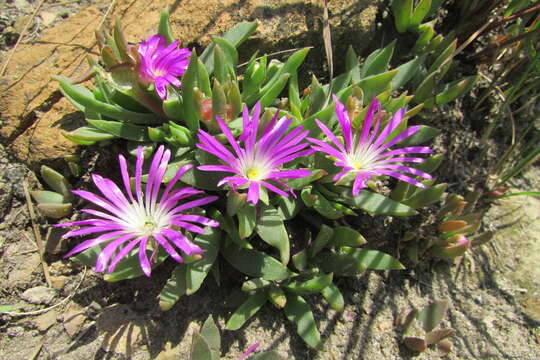 Delosperma carolinense N. E. Br. resmi