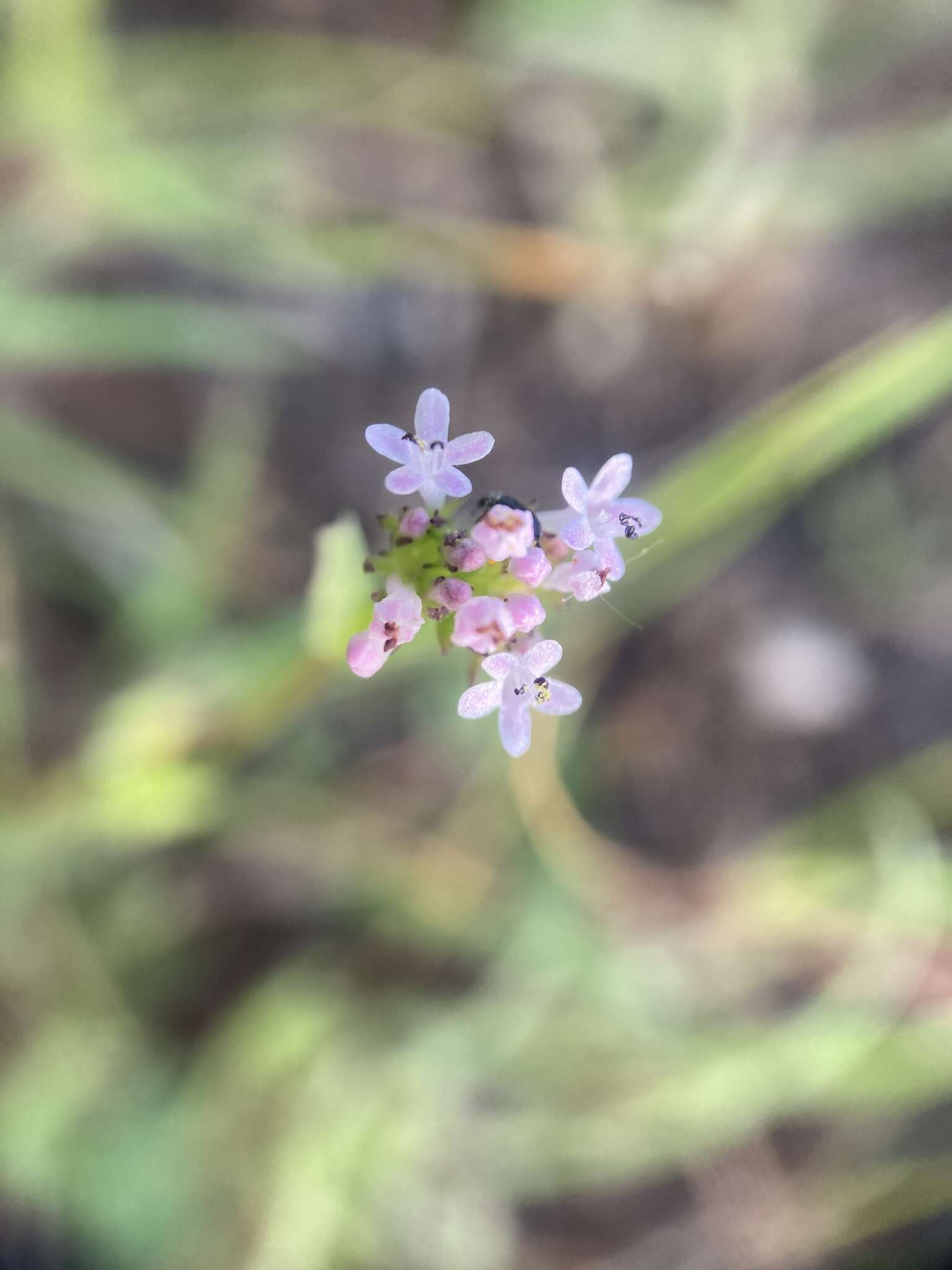 Image of Plectritis macrocera subsp. macrocera