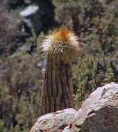 Imagem de Echinopsis tarijensis (Vaupel) H. Friedrich & G. D. Rowley