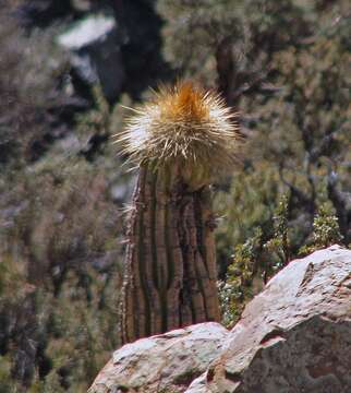 Imagem de Echinopsis tarijensis (Vaupel) H. Friedrich & G. D. Rowley