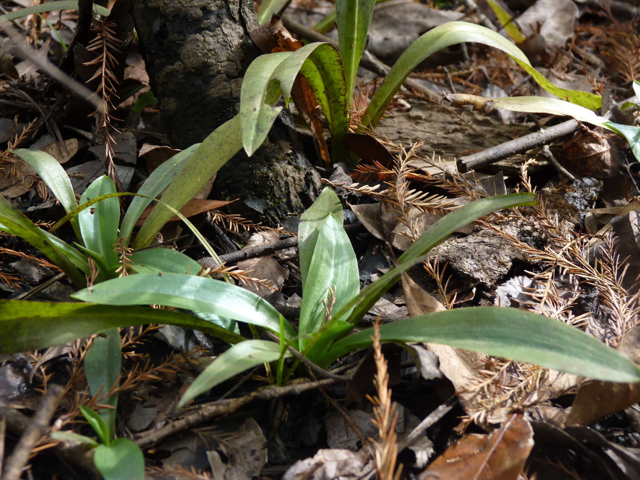 Imagem de Spiranthes odorata (Nutt.) Lindl.