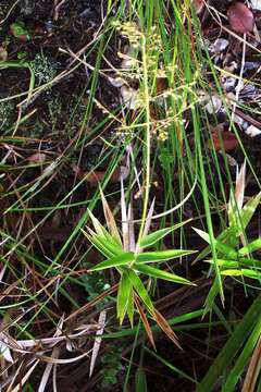 Image of Ridgetop Blood Grass