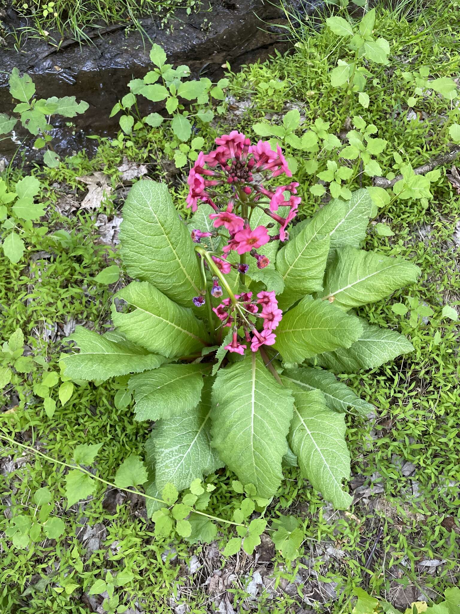 Plancia ëd Primula japonica A. Gray