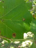 Image of Sycamore Leaf Blotch Miner