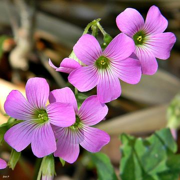 Image of pink woodsorrel