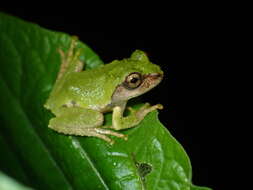 Image of Eiffinger's Tree Frog