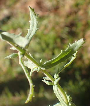 Image of Chaenostoma caeruleum (L. fil.) Kornhall