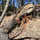 Image of pineland dwarf mistletoe