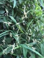 Imagem de Prosphytochloa prehensilis (Nees) Schweick.