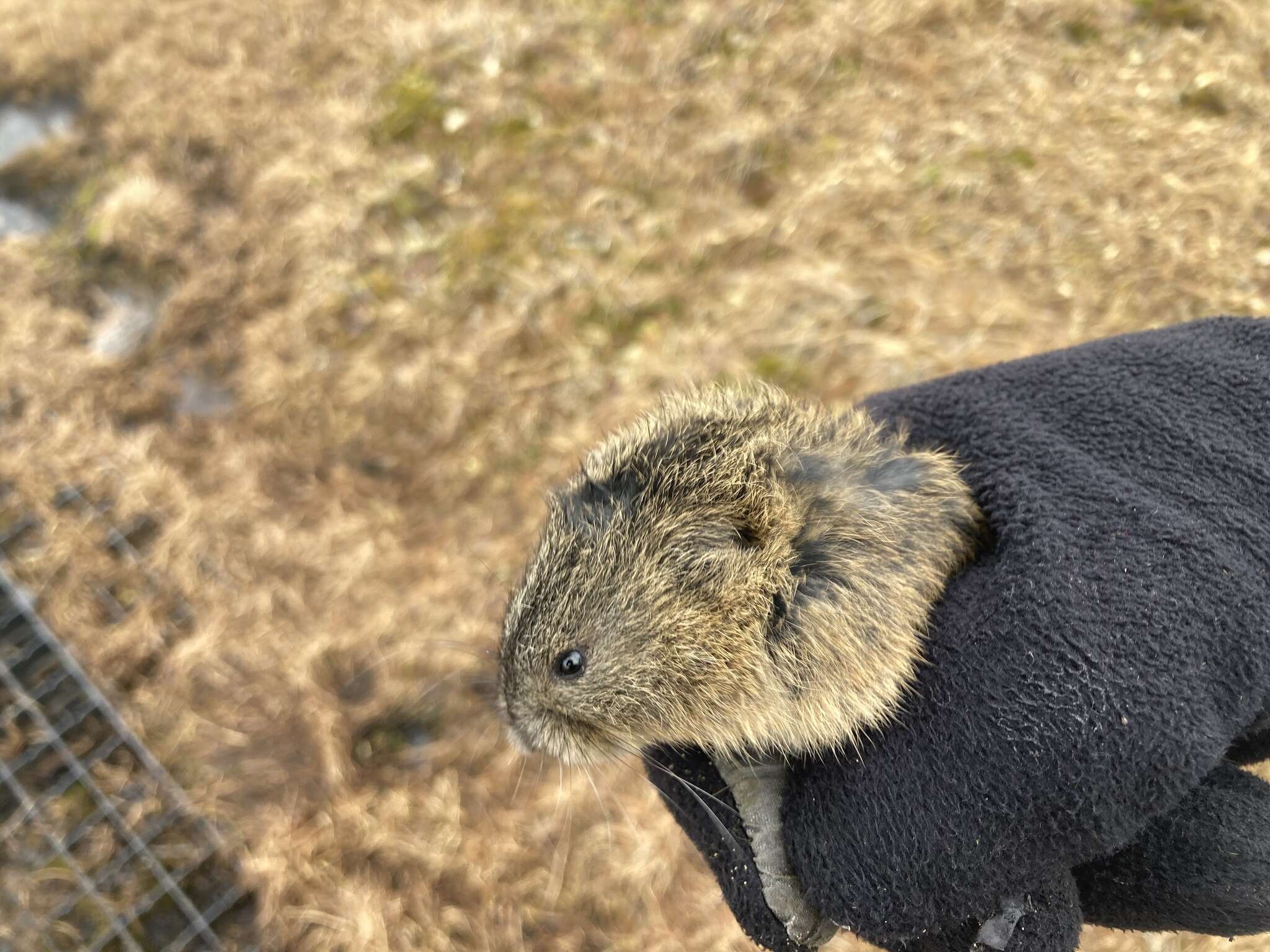 Image of Bering collared lemming