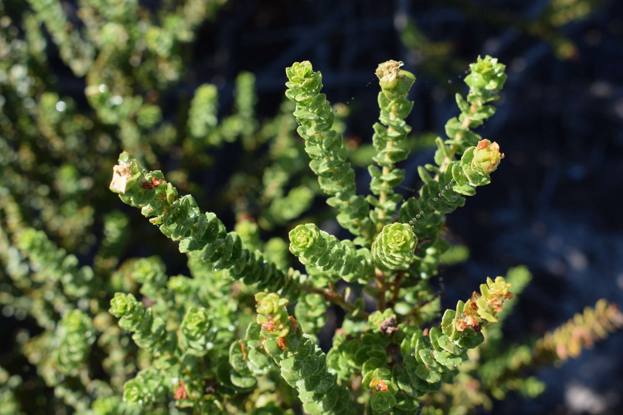 Morella cordifolia (L.) D. J. B. Killick resmi