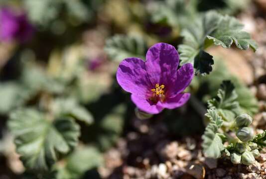 Image of Texas stork's bill