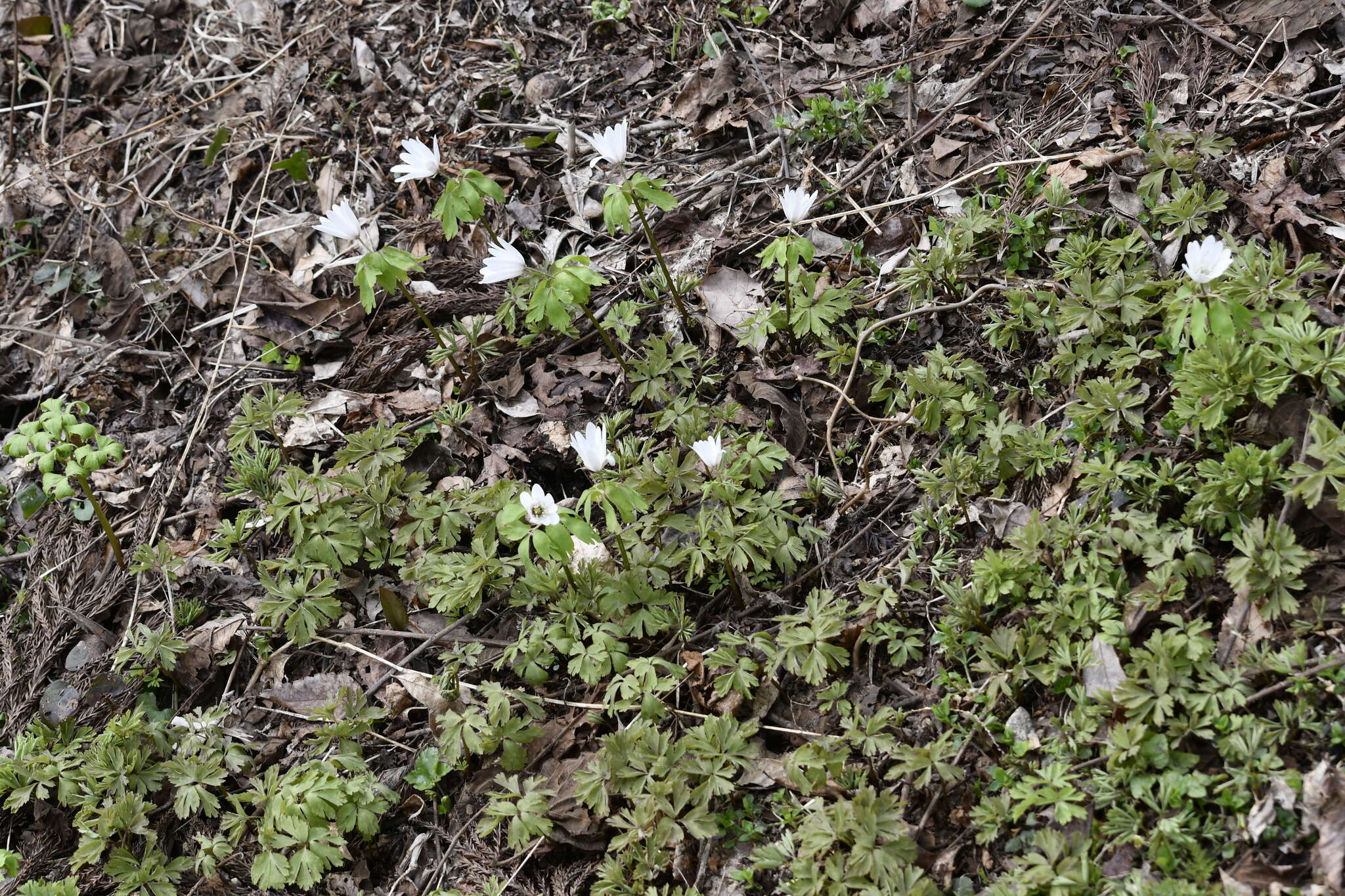 Image of Anemone raddeana Regel