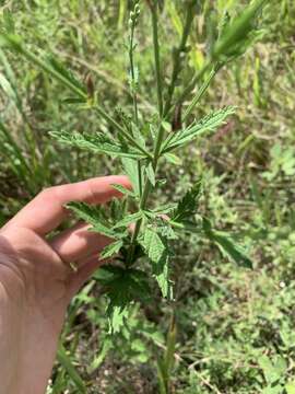 Image of Gulf vervain