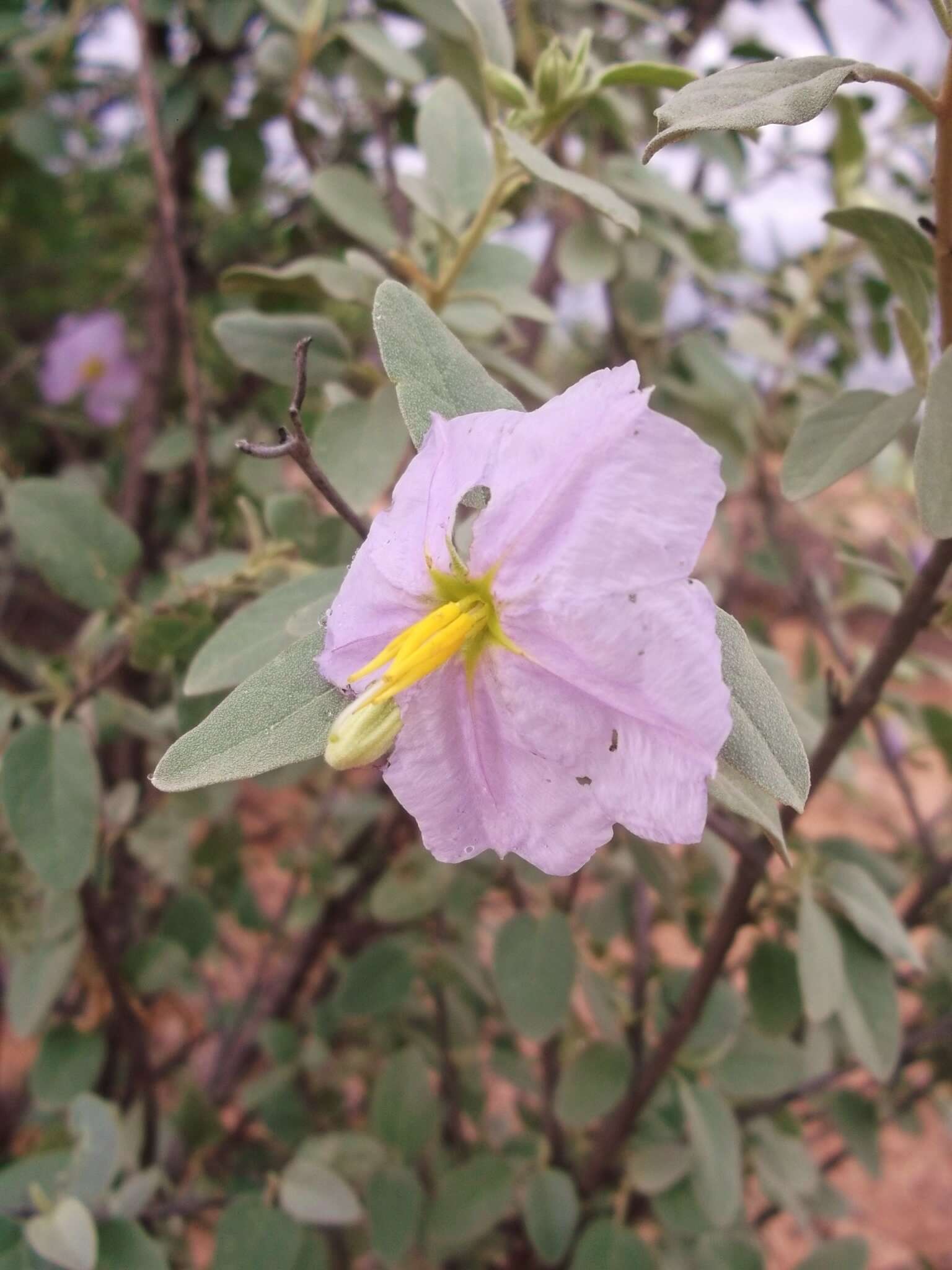 Image of Hinds' nightshade