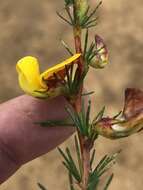 Image of Aspalathus uniflora subsp. willdenowiana (Benth.) R. Dahlgren