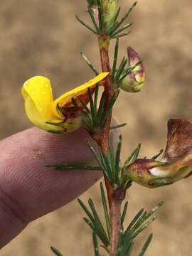 Image of Aspalathus uniflora L.