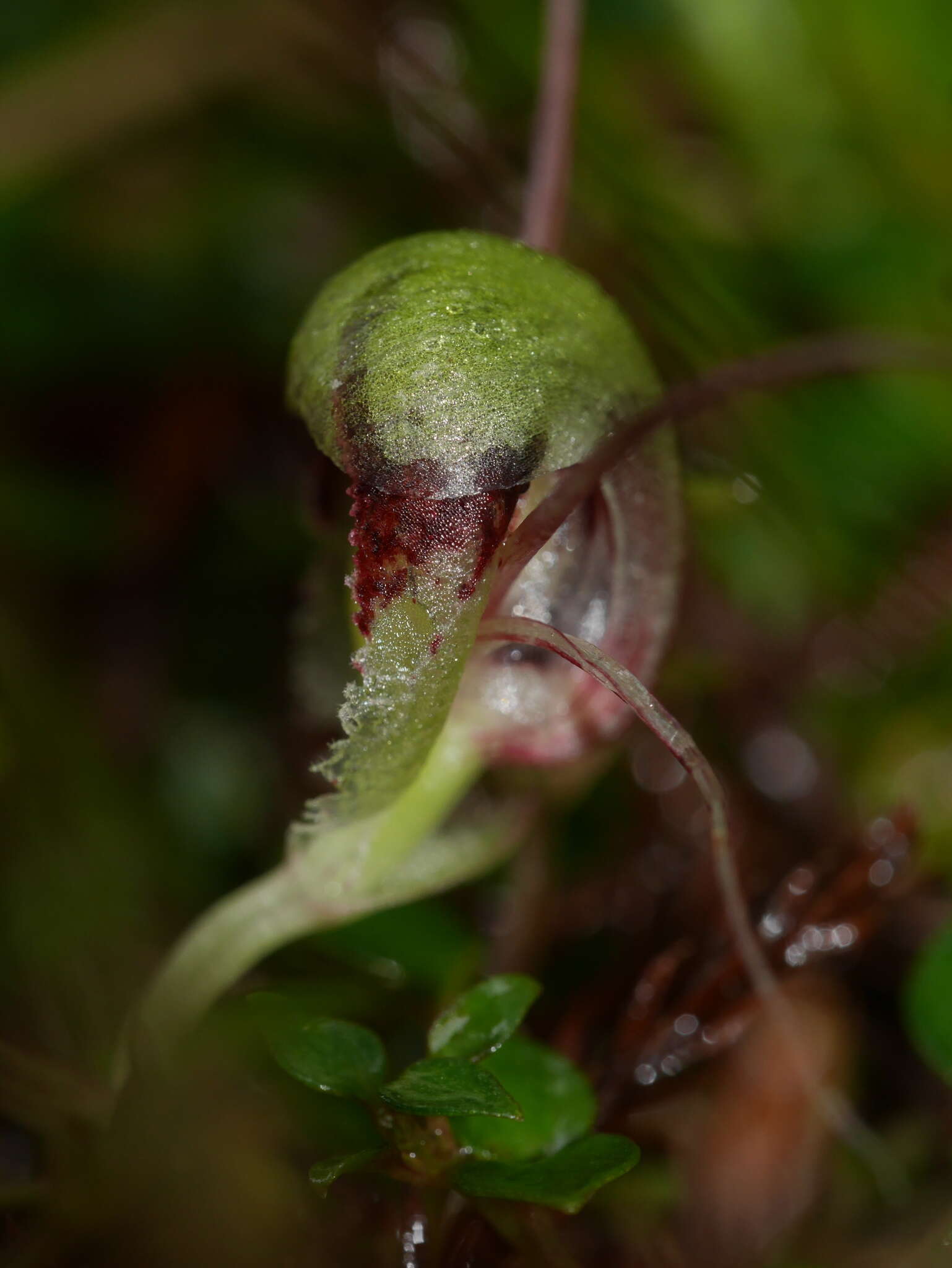 Image of Corybas vitreus Lehnebach