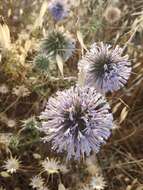 Image of Echinops polyceras Boiss.