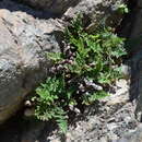 Oeosporangium persica (Bory) Vis. resmi
