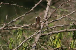 Image of White-browed Scrub Robin