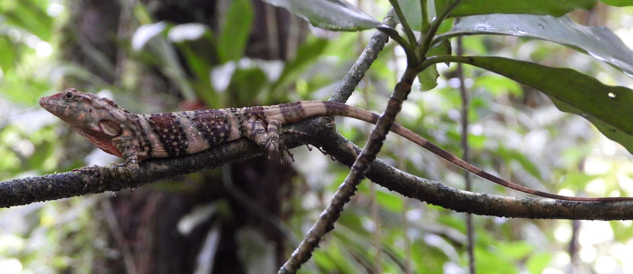 Image of Decorated Anole