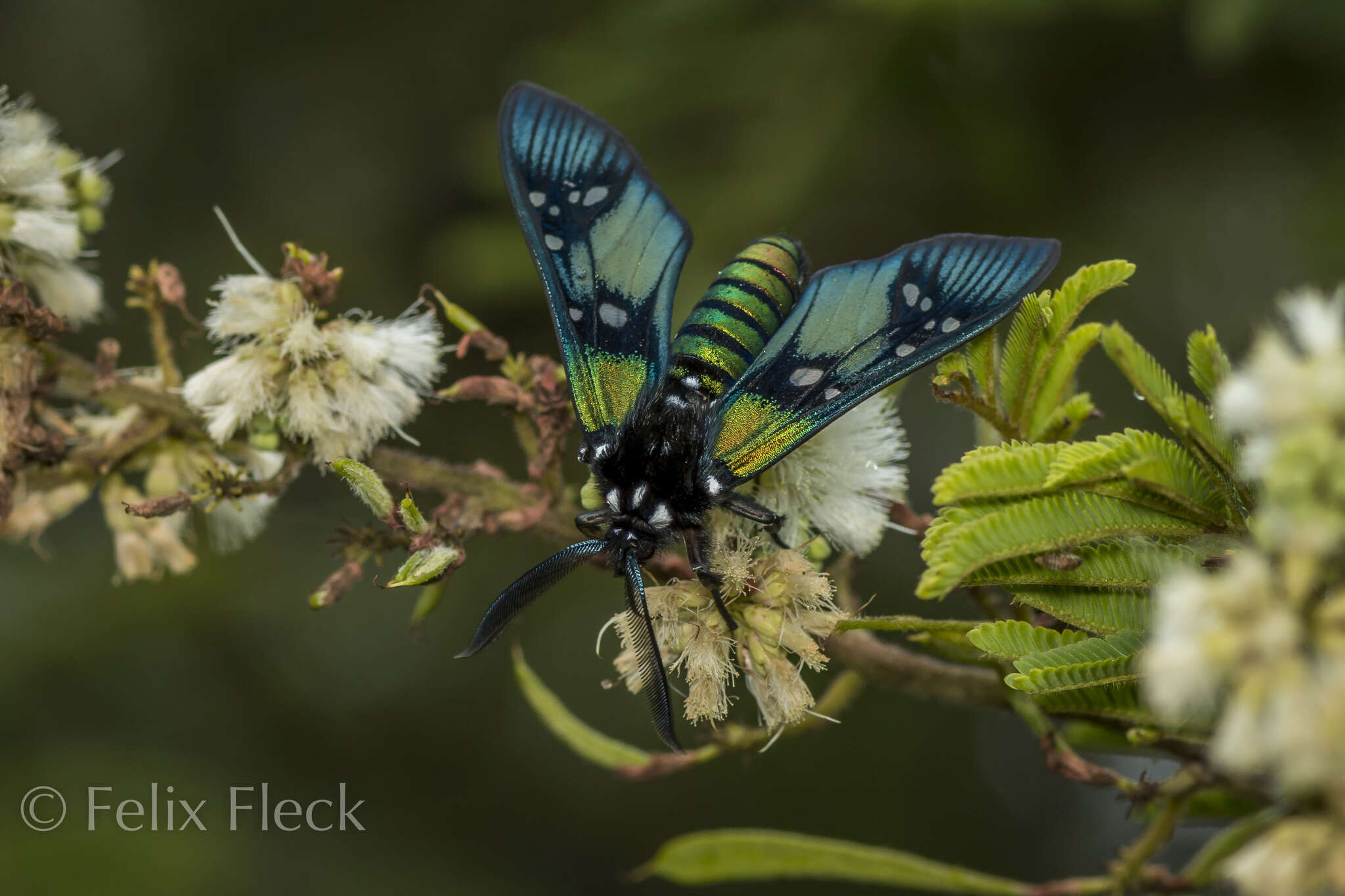 Image of Princely tiger moth