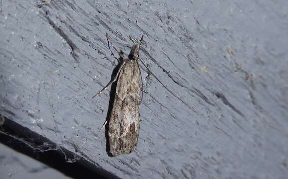 Eudonia rakaiensis resmi