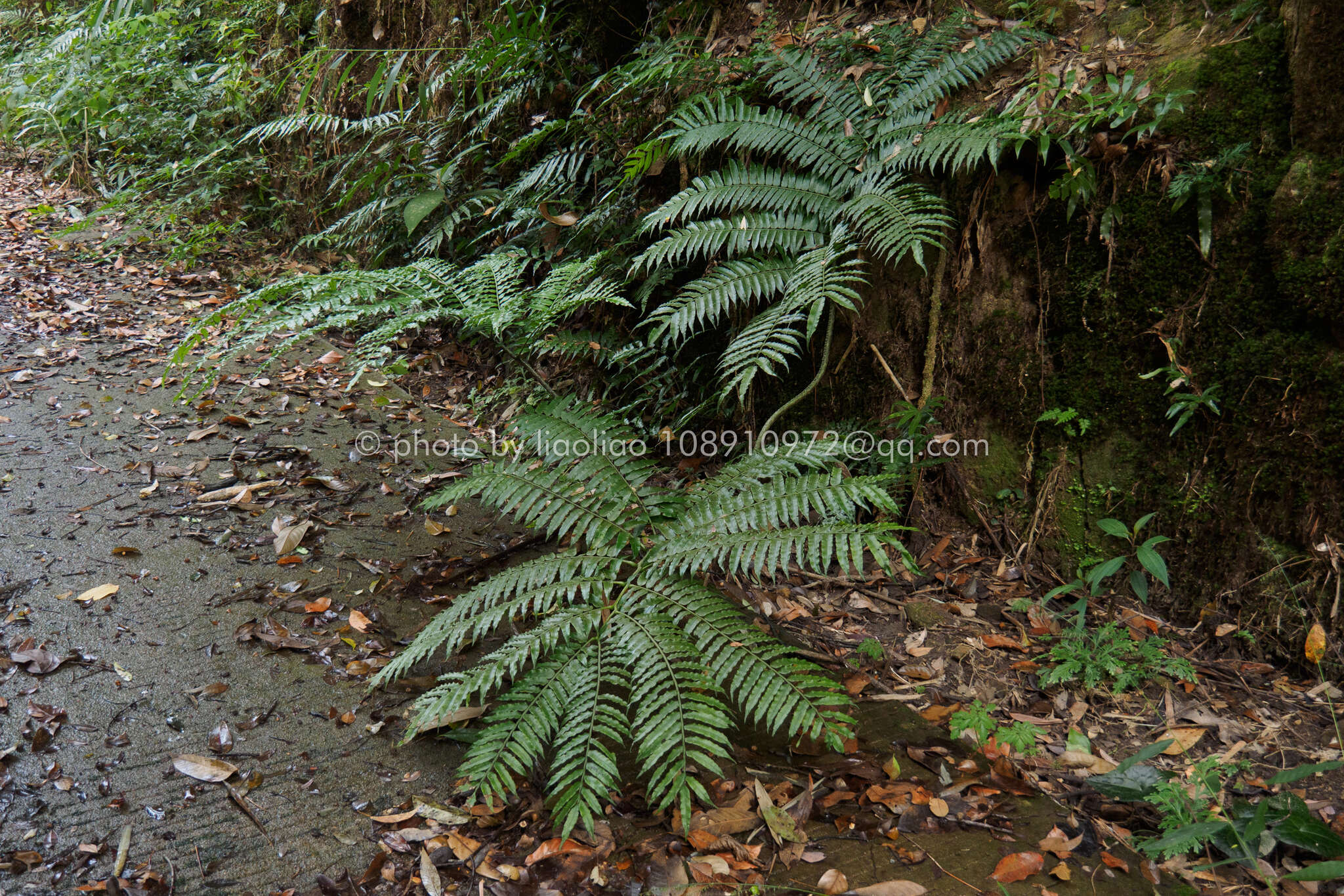 Plancia ëd Angiopteris fokiensis Hieron.