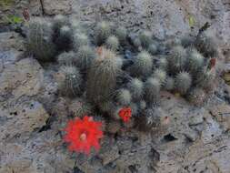 Image de Echinocereus acifer (Otto ex Salm-Dyck) Lem.