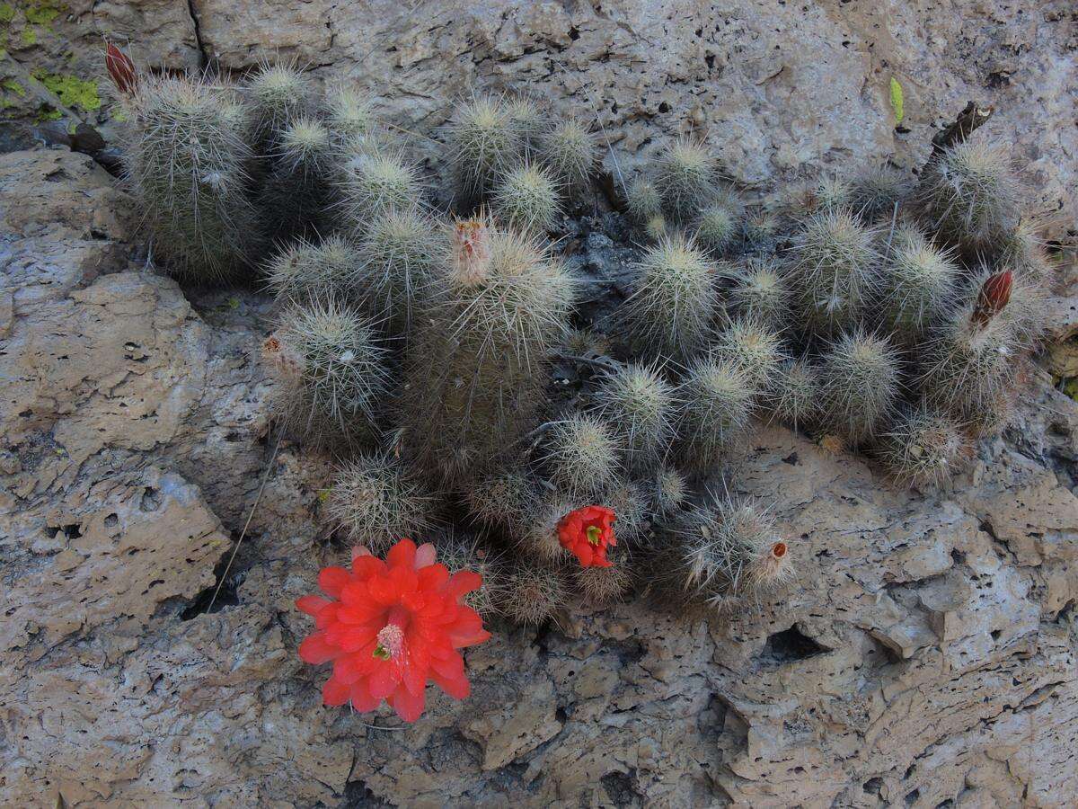 Image de Echinocereus acifer (Otto ex Salm-Dyck) Lem.