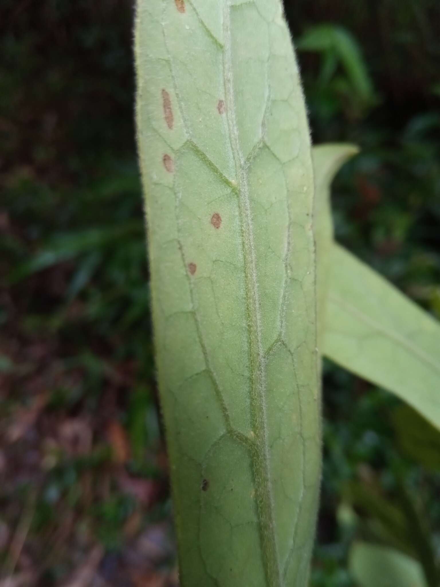 Imagem de Tambourissa trichophylla Baker