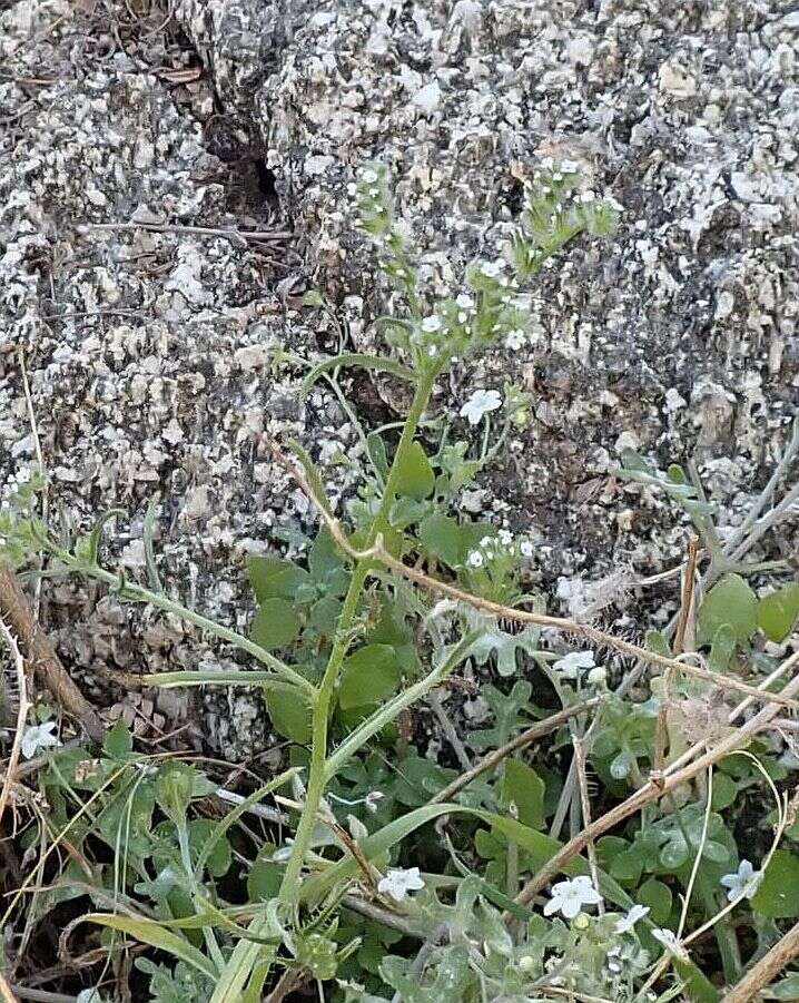 Слика од Cryptantha decipiens (M. E. Jones) Heller