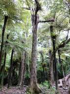 Image of Earina autumnalis (G. Forst.) Hook. fil.