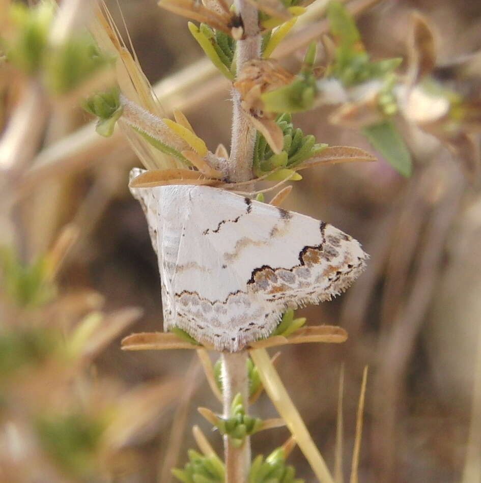 Image of middle lace border