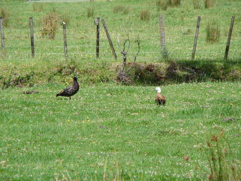 Image of Paradise Shelduck