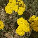 Imagem de Achillea arabica Kotschy