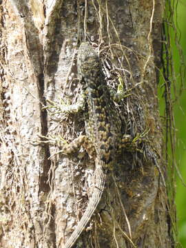 Image of Keeled Whorltail Iguana