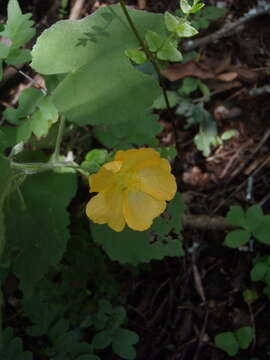 Image de Abutilon pilosocinereum A. Meeuse