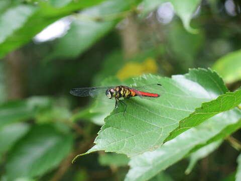 Image of Lyriothemis elegantissima Selys 1883