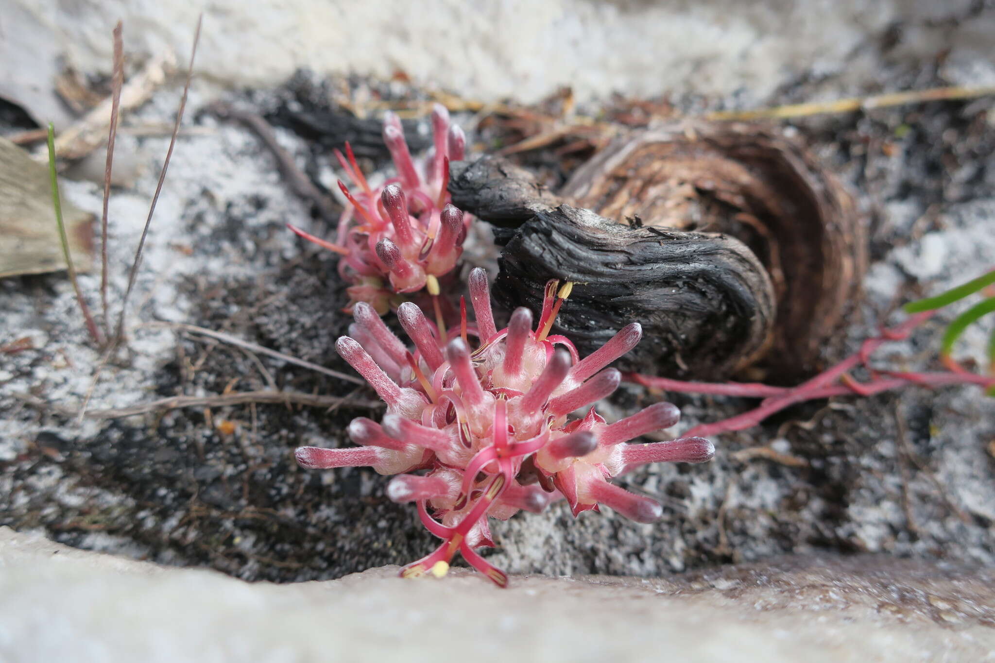 Image of Serruria decumbens (Thunb.) R. Br.