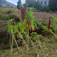 Image of love-lies-bleeding