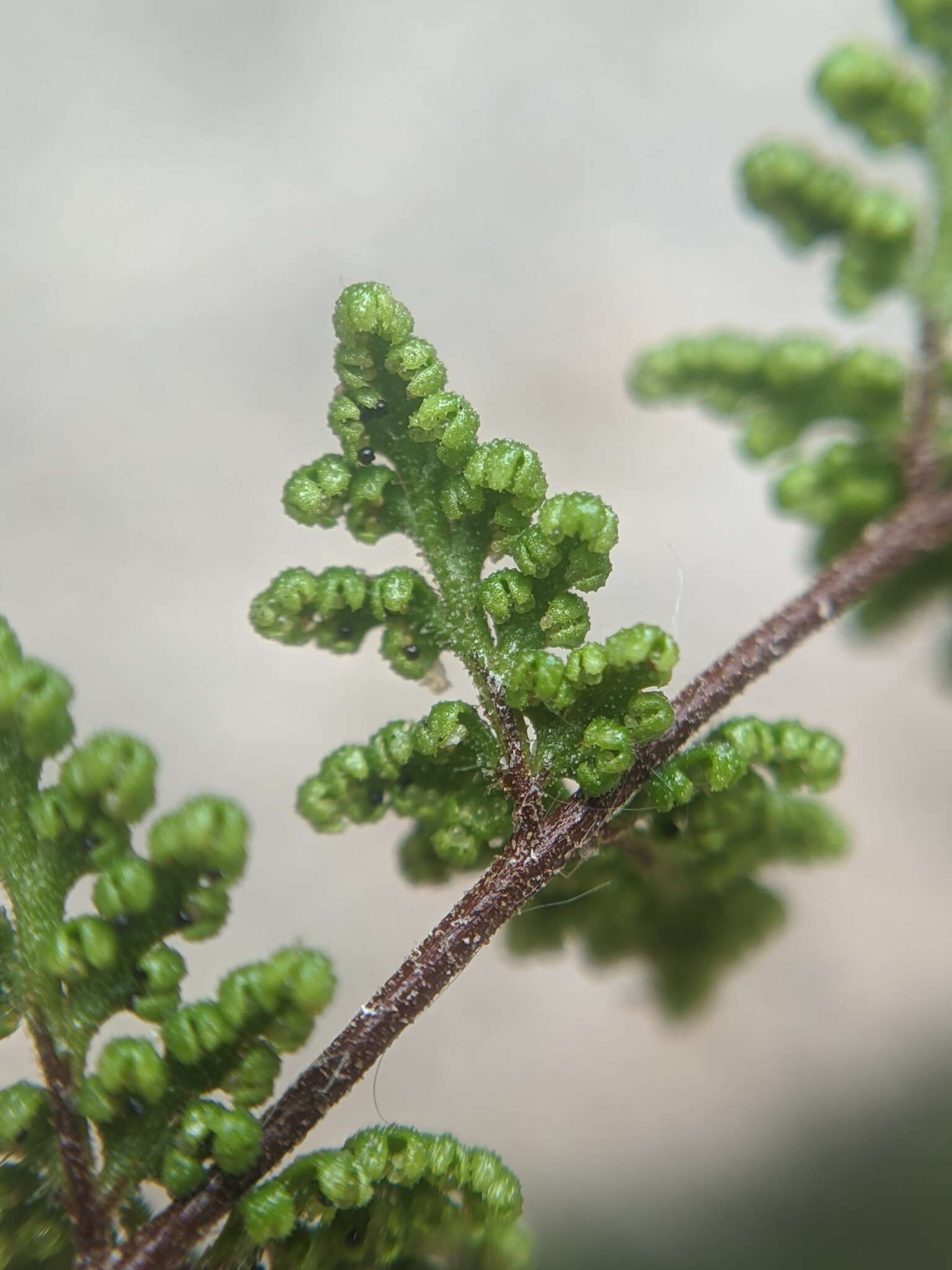 Image of viscid lipfern