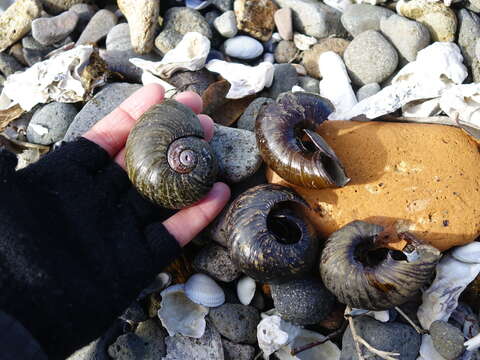 Image of Kauri Snail