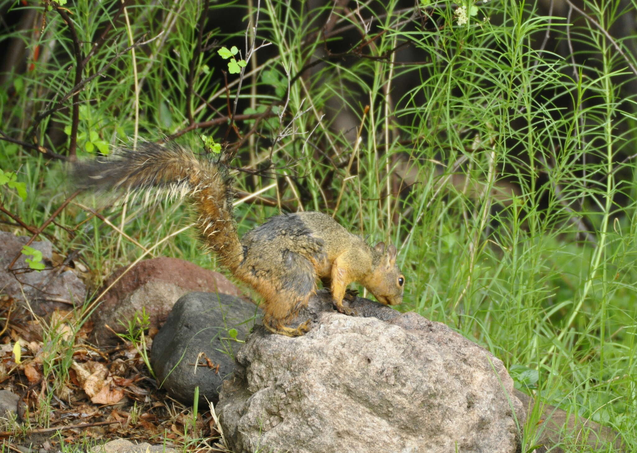 Image of Sciurus nayaritensis chiricahuae Goldman 1933