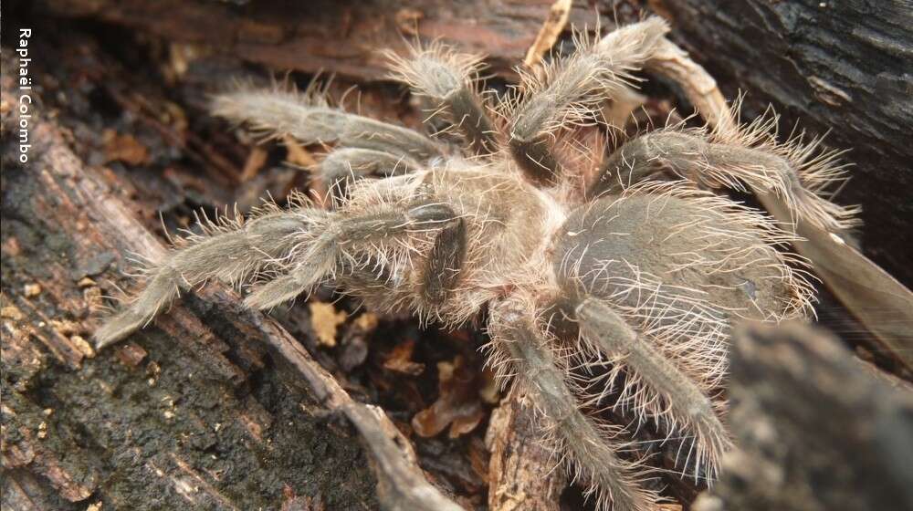 Image of Tliltocatl albopilosus